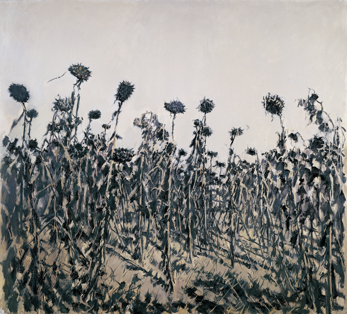 Twelve Views of a Sunflower Field IV
