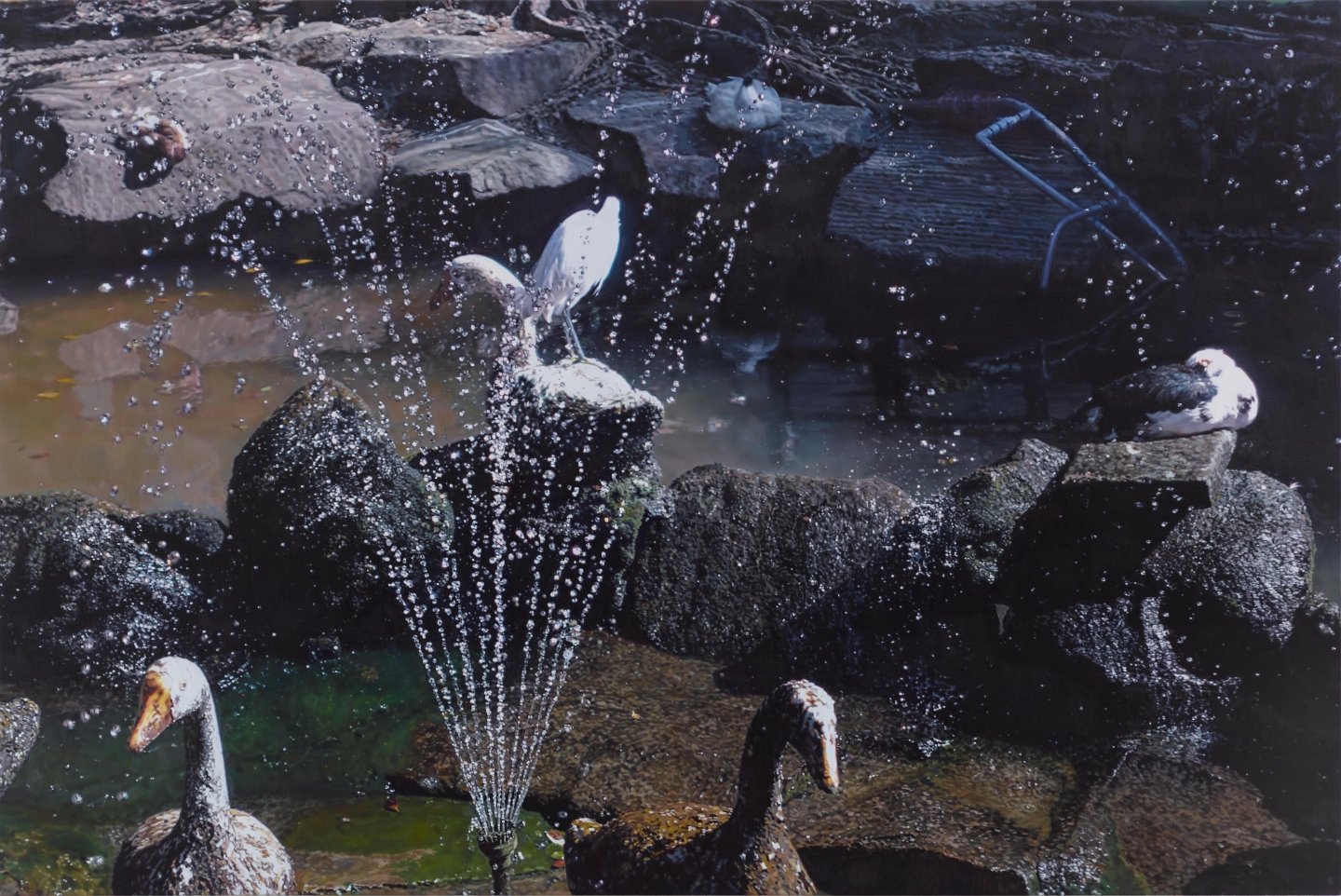 噴水池與水鳥