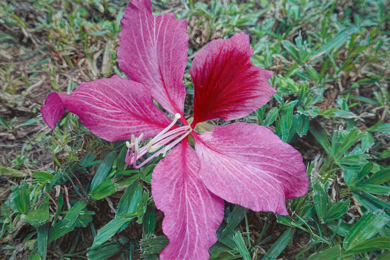 一朵艷紫荊花